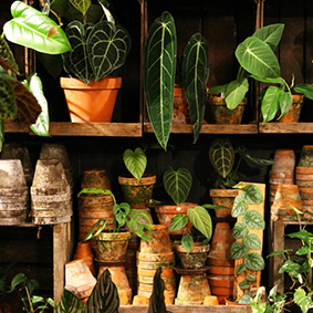 Shoppa Gröna växter online